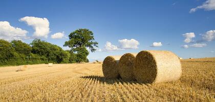 Латвия увеличила импорт российского зерна почти на 40%