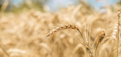 Egypt is ready to export wheat from Russia when creating a hub on Suez