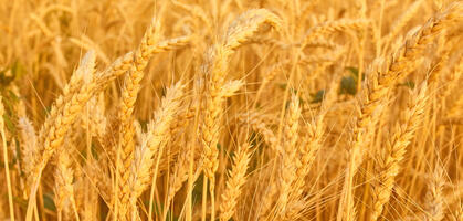Grain exports from Russia may reach 70 million tons in 2024